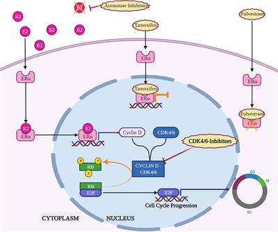 Frontiers | CDK4/6 Inhibitors In Combination Therapies: Better In ...